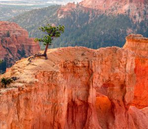 Árbol que crece en un cañón contra viento y marea