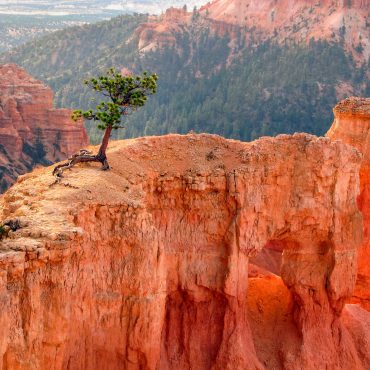 Tree growing in a canyon against the odds