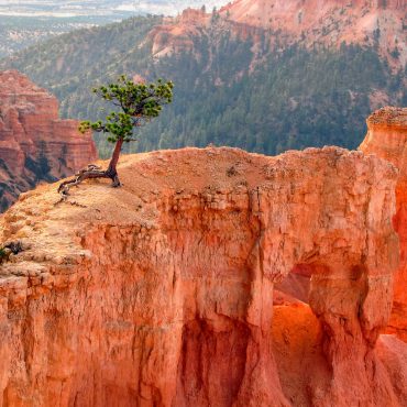 Árbol que crece en un cañón contra viento y marea